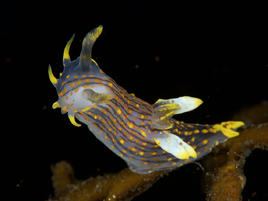  Polycera quadrilineata (Sea Slug)